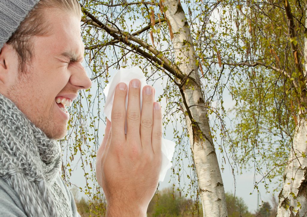 Crossallergy to birch. Potential allergen product map